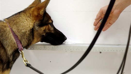Des chiens pourraient détecter une crise de panique imminente