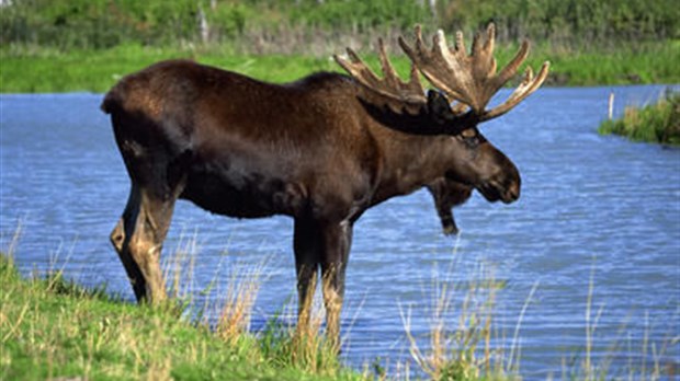 La chasse, un sport qui rapporte gros