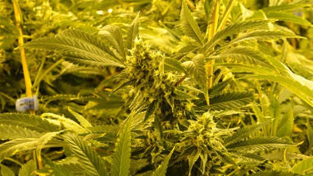 Marijuana : été reposant pour les trafiquants