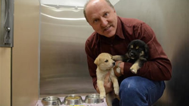 Sept chiots abandonnés à la porte de la Société protectrice des animaux de la Mauricie