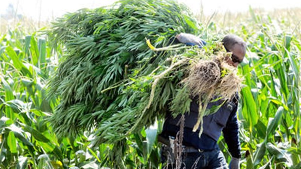 Les forces de l'ordre s'attaquent à la récolte de marijuana