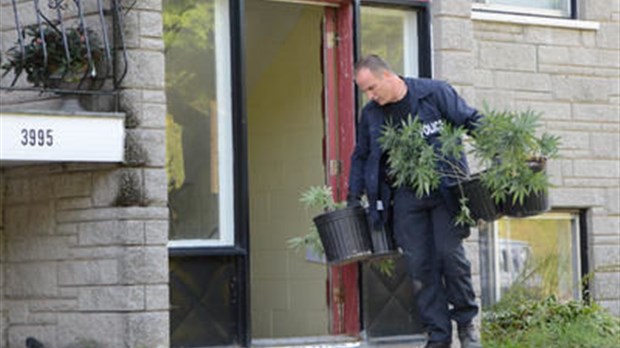 L'immeuble entier servait à la culture de cannabis