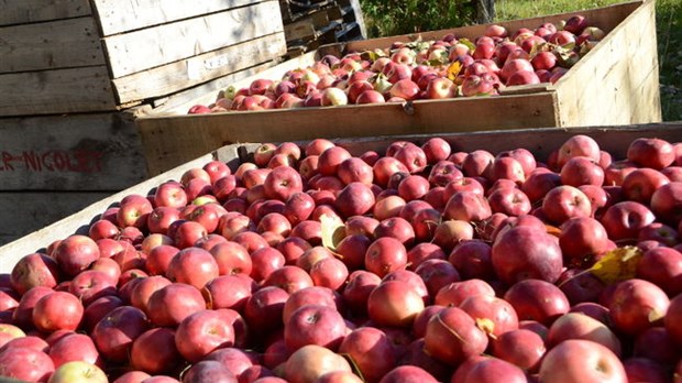 Le prix de la pomme double