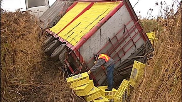 Ballade mouvementée pour des poulets