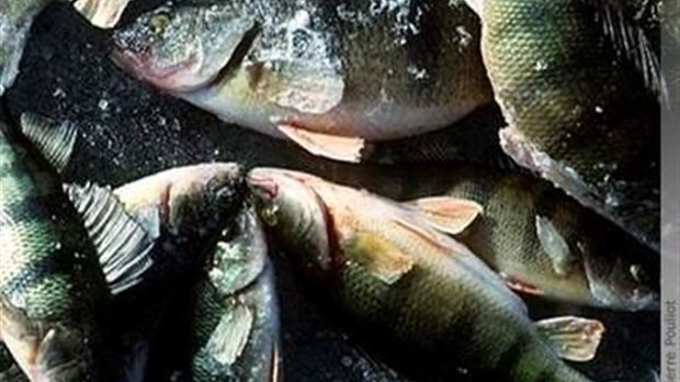 Moratoire de cinq ans sur la pêche à la perchaude au lac Saint-Pierre