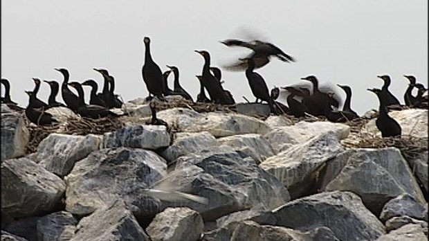 Le ministère procédera à l’abattage de cormorans