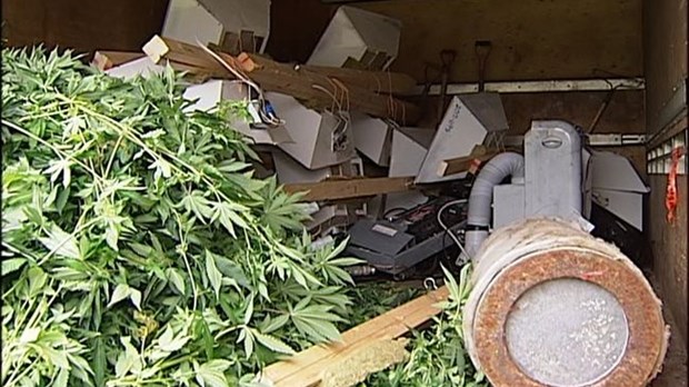 800 plants de cannabis saisis à Trois-Rivières