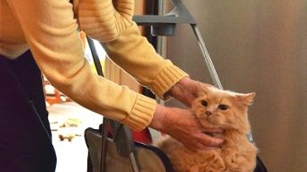 « Sans assurance, je n’aurais pas pu garder mes animaux »