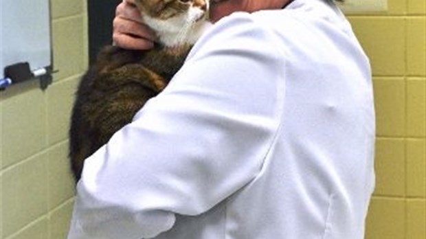 Une police pour chats et chiens