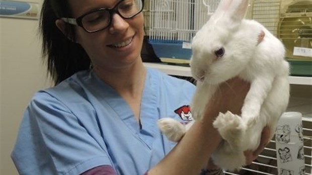 Des lapins de Pâques abandonnés