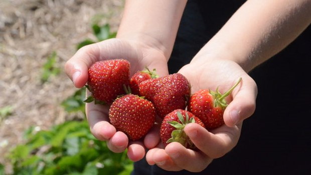 Bonne année de récolte pour la fraise d’été en Mauricie