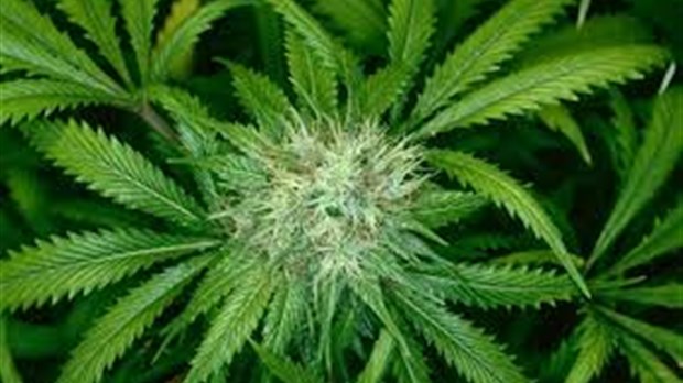 Perquisition à Manseau pour une plantation de cannabis
