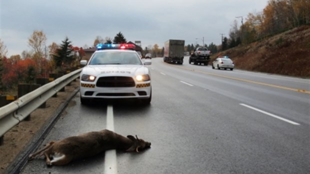 Prudence: beaucoup de chevreuils sur les routes en Mauricie et au Centre-du-Québec