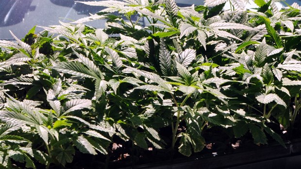 La Sûreté du Québec souligne la Semaine de prévention de la toxicomanie