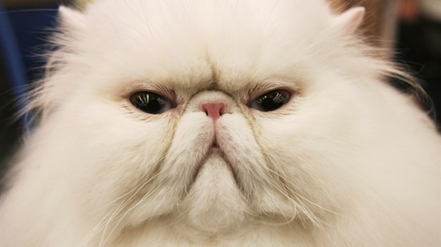 Shawinigan exige l'enregistrement et le port d'une licence pour vos chats