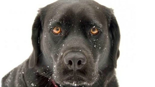 Appel à la vigilance aux propriétaires d'animaux