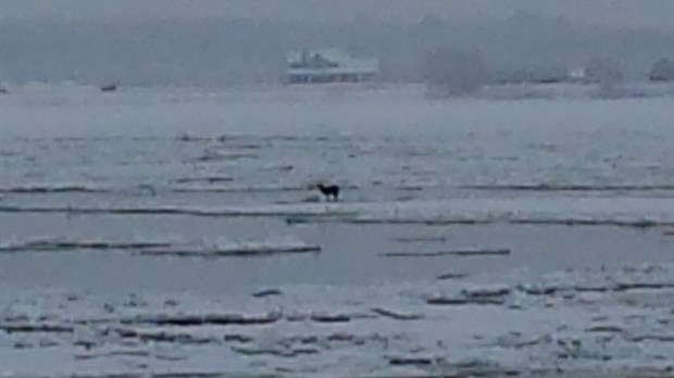 Un cerf de Virginie au milieu du Saint-Laurent