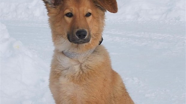 Le chien volé à la SPA retrouvé et prêt pour l'adoption