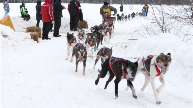 Les meilleures équipes de mushers et leurs chiens en Mauricie