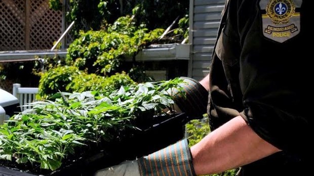 Yamachiche: Patrick Boies arrêté pour production de cannabis