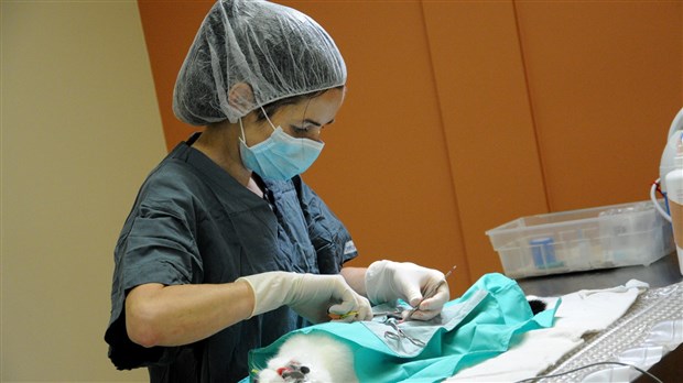 La stérilisation au coeur des priorités de la SPA Mauricie
