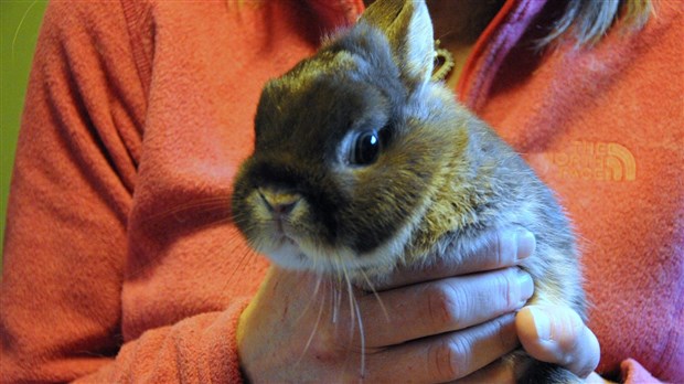 Parce qu'il n'y a pas que des lapins en chocolat qui sont offerts à Pâques