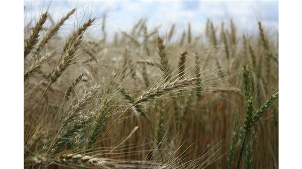 Les producteurs de grains ne craignent pas la politique bioalimentaire