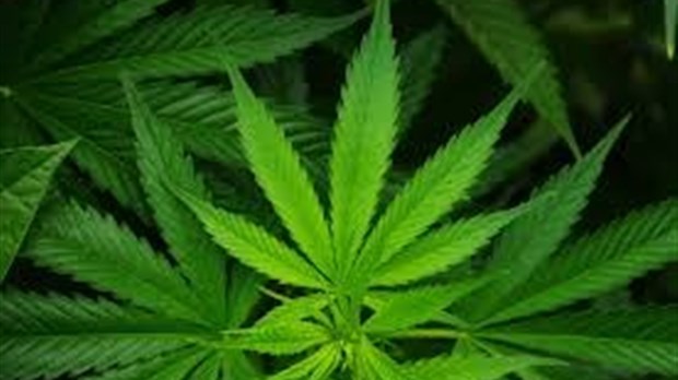 Arrestation et perquisition pour trafic de drogue