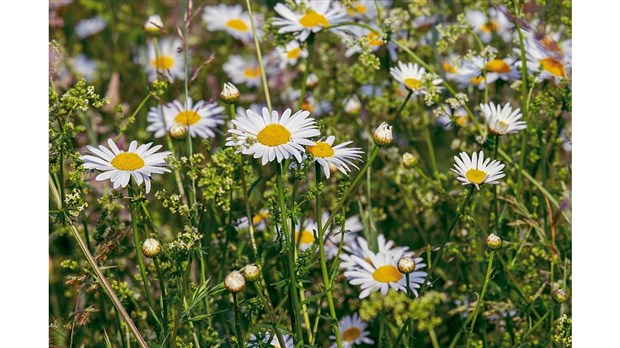  Distribution de fleurs et d’arbustes le samedi 26 mai