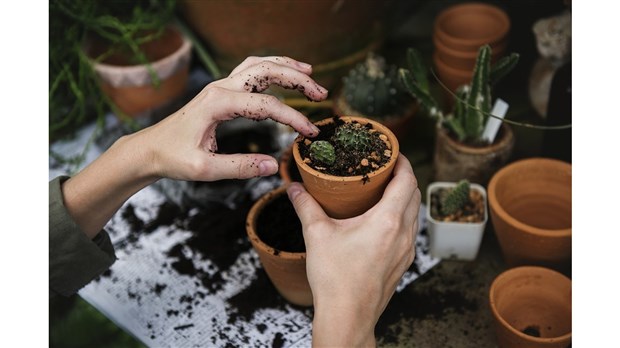 Distribution gratuite d’arbres aux citoyens