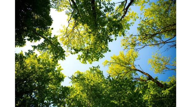 Appels de projets pour le programme d’aménagement durable des forêts