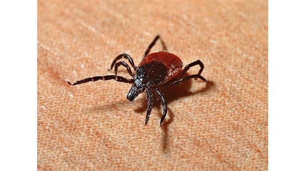 Maladie de Lyme: MRC de Drummond ajoutée pour le Maladie de Lyme: MRC de Drummond ajoutée pour le
