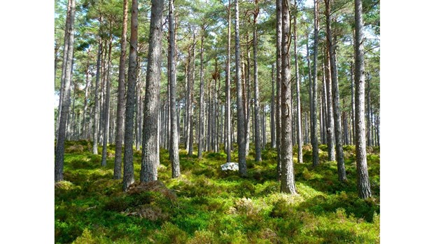 Lancement du projet Restauration et protection de la Tourbière Red Mill : la communauté au service de la nature