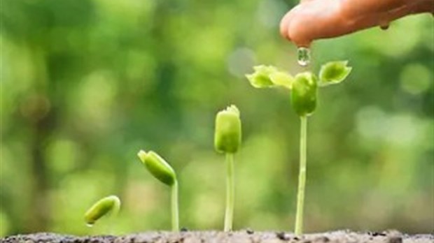 Une campagne de distribution de végétaux pour que la nature reprenne ses droits à Shawinigan