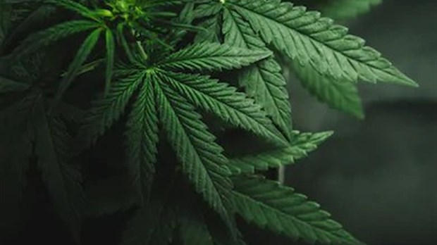 Un homme arrêté pour avoir produit du cannabis