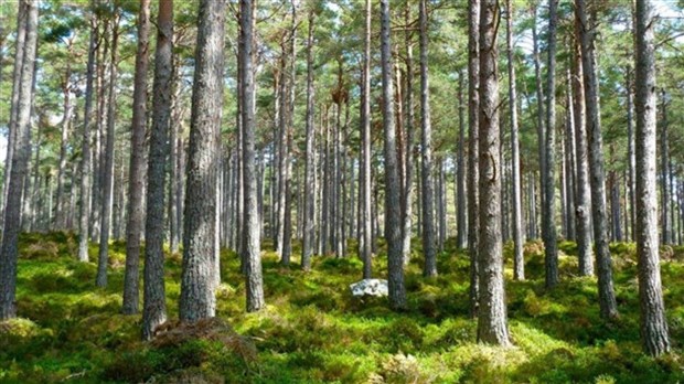 La Ville de Shawinigan distribuera gratuitement des arbres aux citoyens