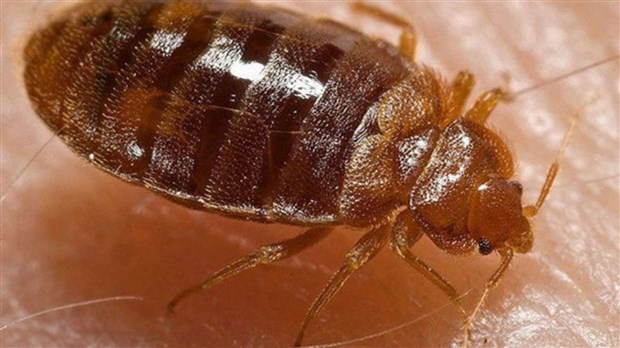 Comment prévenir l'infestation des punaises de lit?