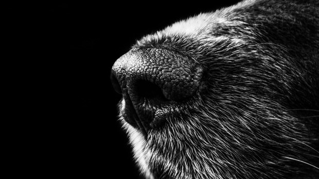 Muselière obligatoire pour les chiens de plus de 9 kg à l’intérieur du mail piétonnier 