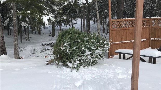 Une collecte ciblée des sapins de Noël à Shawinigan