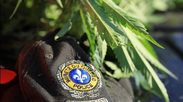 Cannabis illégal : 36 000 plants extérieurs saisis par la SQ en Mauricie durant l’été
