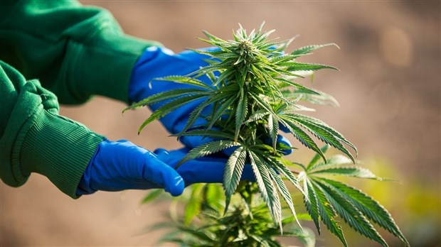 33 plants de cannabis saisis dans un garage à Saint-Étienne-des-Grès