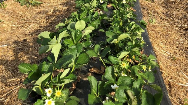 La Ferme horticole Gagnon concentre ses activités en période exceptionnelle