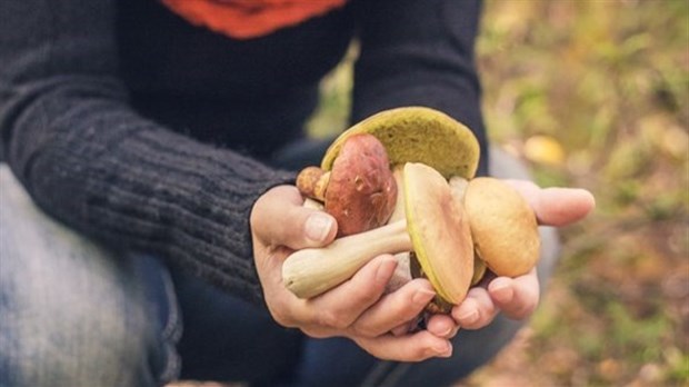La Filière mycologique de la Mauricie annonce les premières certifications