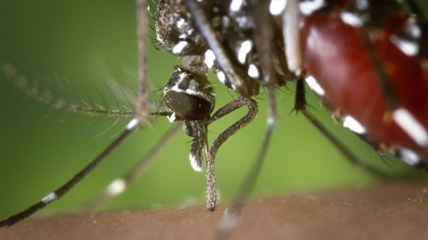 À Shawinigan, 87% de citoyens favorables au contrôle des insectes piqueurs