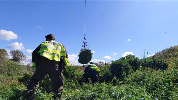 En Mauricie, une journée d'éradication de plants de cannabis pour la Sûreté du Québec