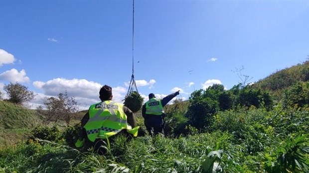 L'éradication de plants de cannabis dans cinq régions mène à la saisie de 6 110 plants