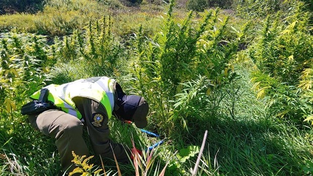 L'éradication de plants de cannabis mène à 21 arrestations à Trois-Rivières 