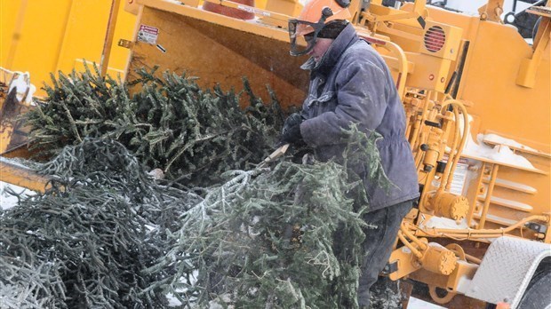Shawinigan rappelle que l’inscription est obligatoire pour la collecte des sapins naturels
