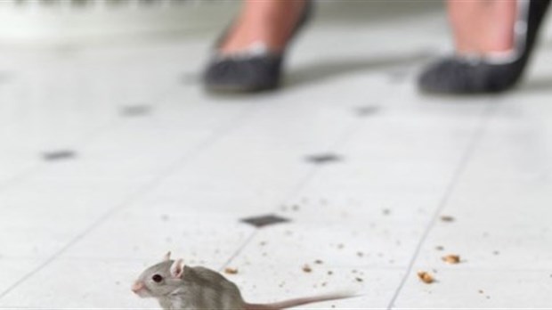EST-CE NÉCESSAIRE DE SOLLICITER UN EXTERMINATEUR LORS D’UN DÉMÉNAGEMENT?