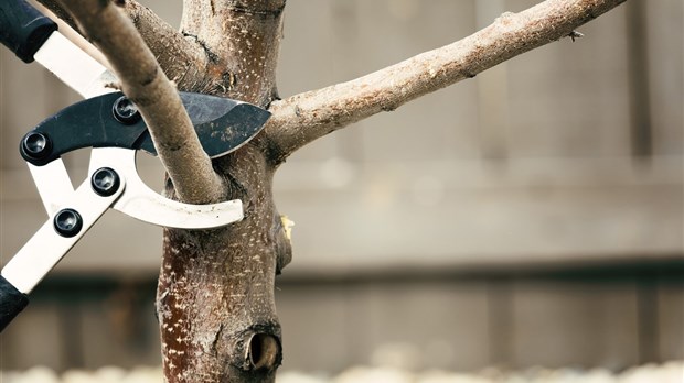 Des conseils sur la taille et l’entretien des arbres